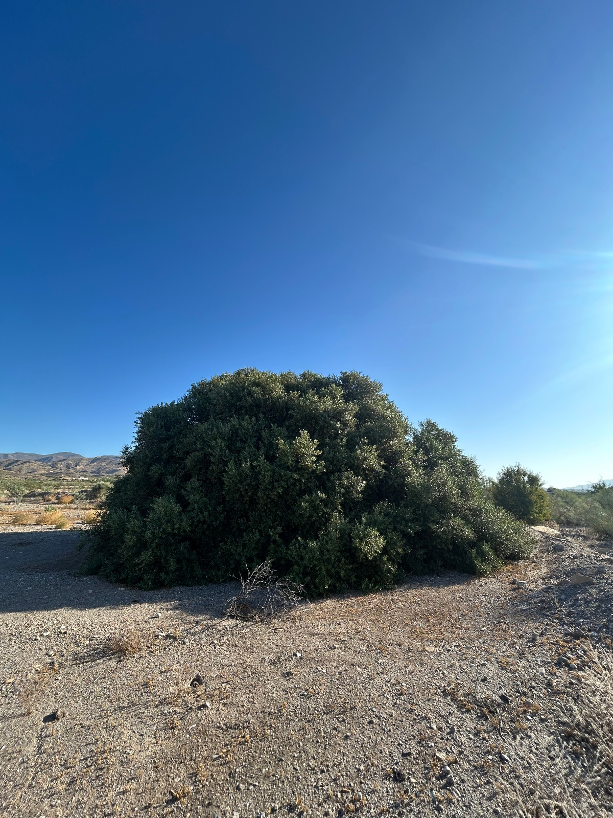 El Abuelo, olivo milenario principal